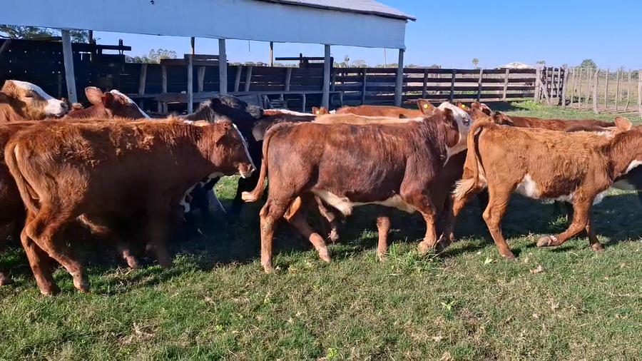 Lote 74 Terneros/as