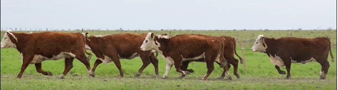Lote VIENTRES PREÑADOS(CORRAL 53)