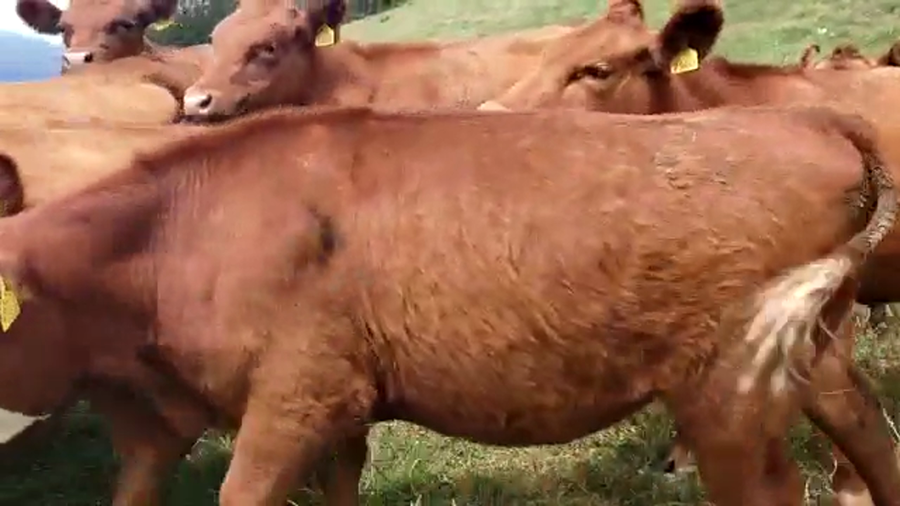 Lote 60 Novillo Engorda en Futrono, XIV Región Los Ríos