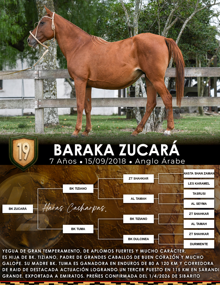 Lote BARAKA ZUCARÁ
