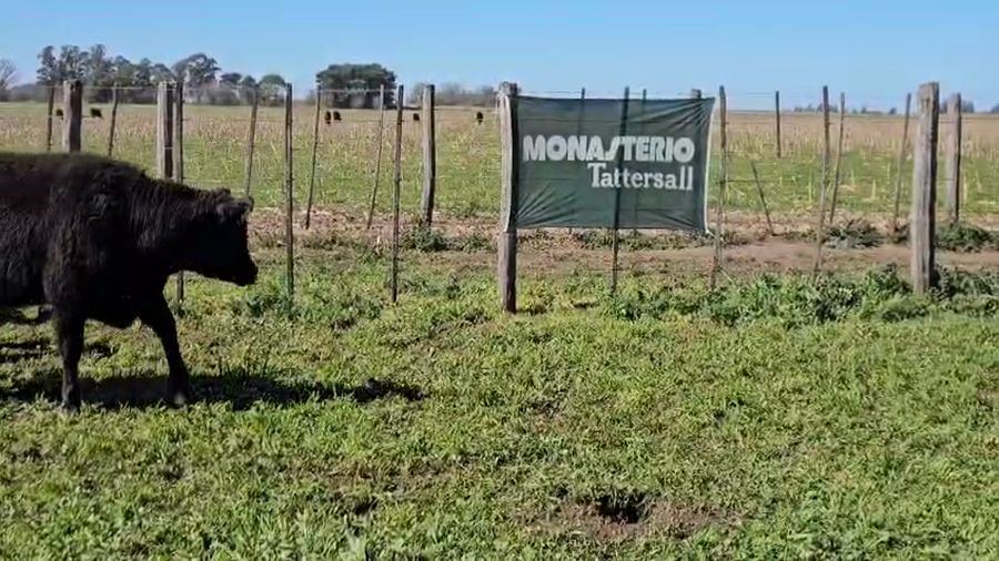 Lote 60 Vaquillonas en Buenos Aires, Gral. Viamonte
