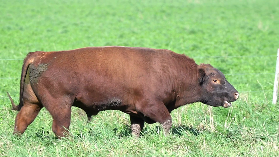 Lote TORO