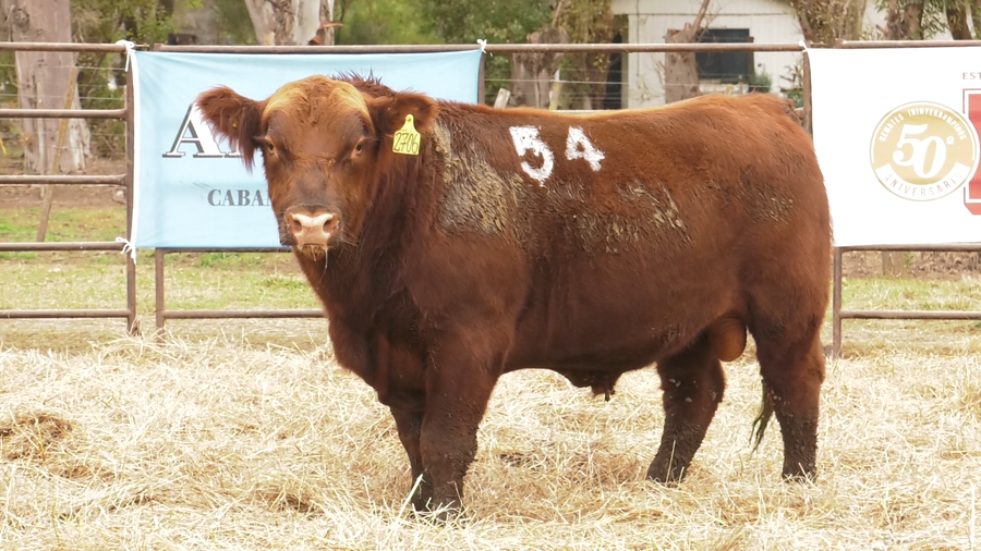 Lote TOROS ANGUS COLORADOS  PC