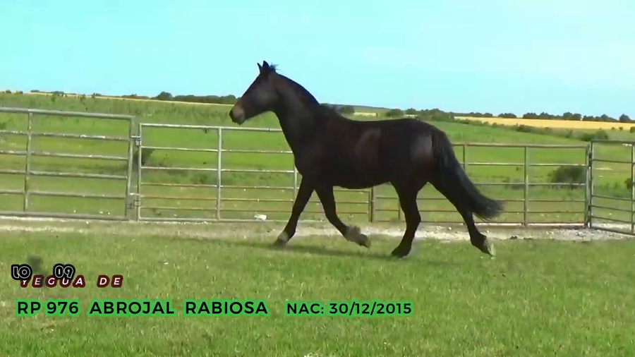 Lote Abrojal Rabiosa