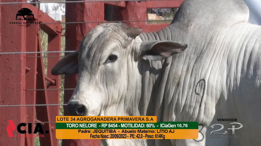 Lote 
