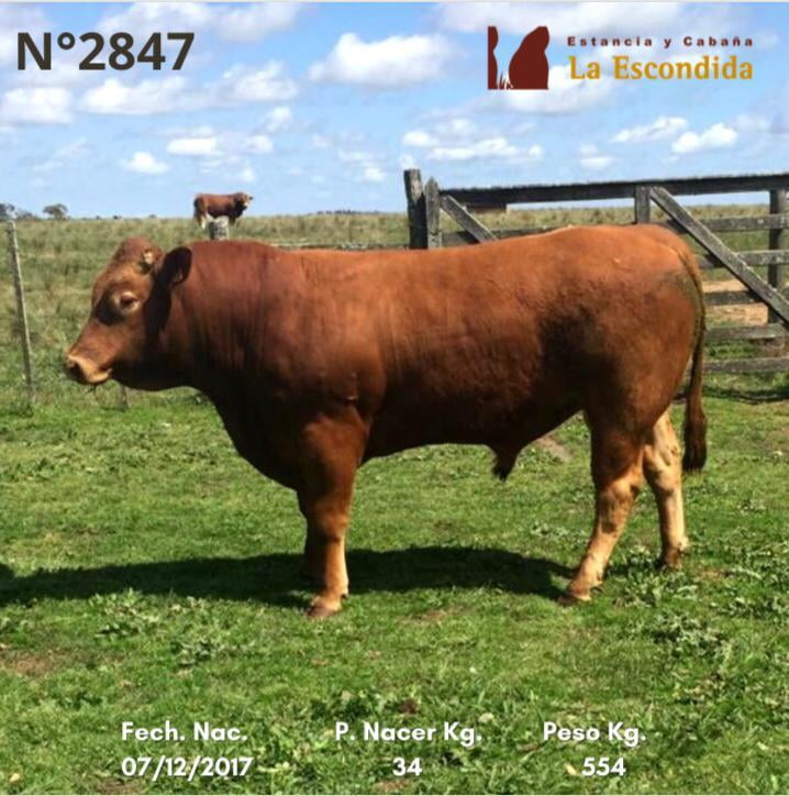 Lote Venta particular de Toros Limousin