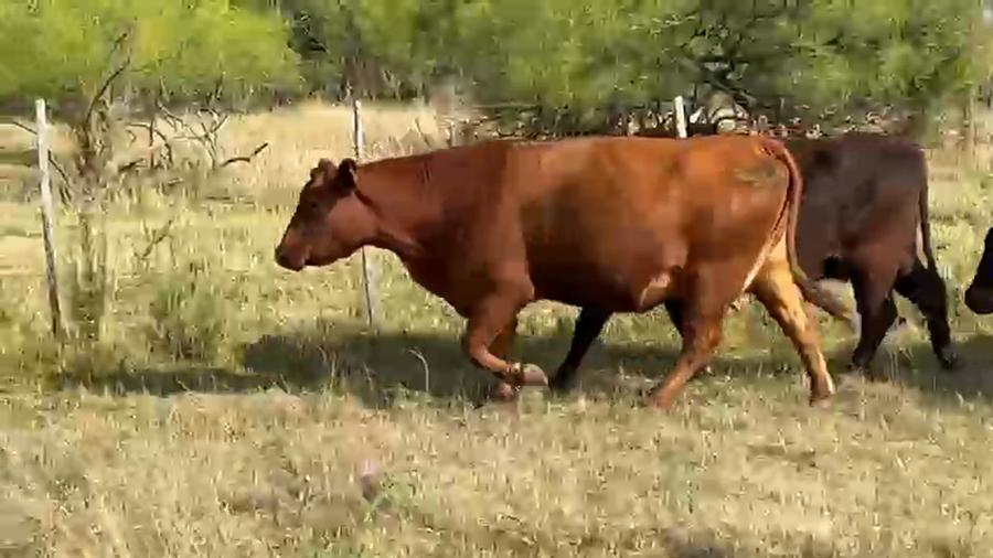Lote 36 Vacas C/ gtia de preñez
