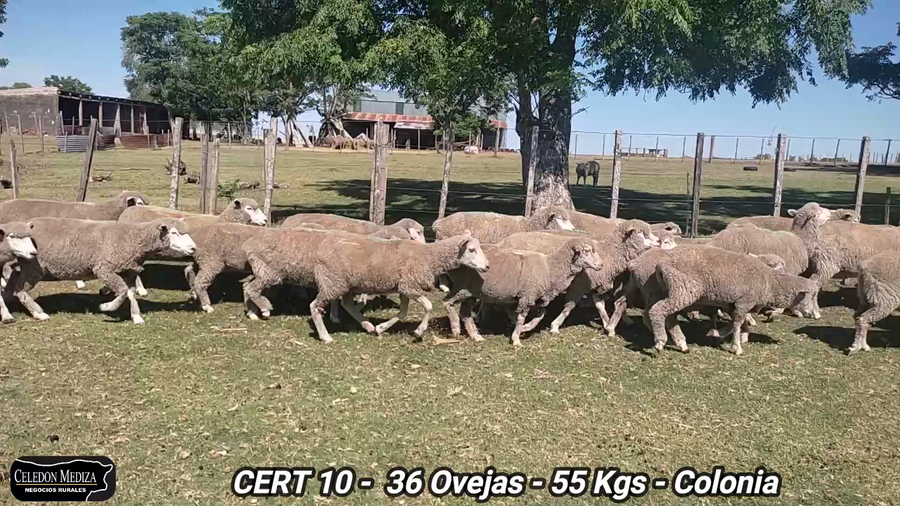 Lote 36 Ovejas en Colonia