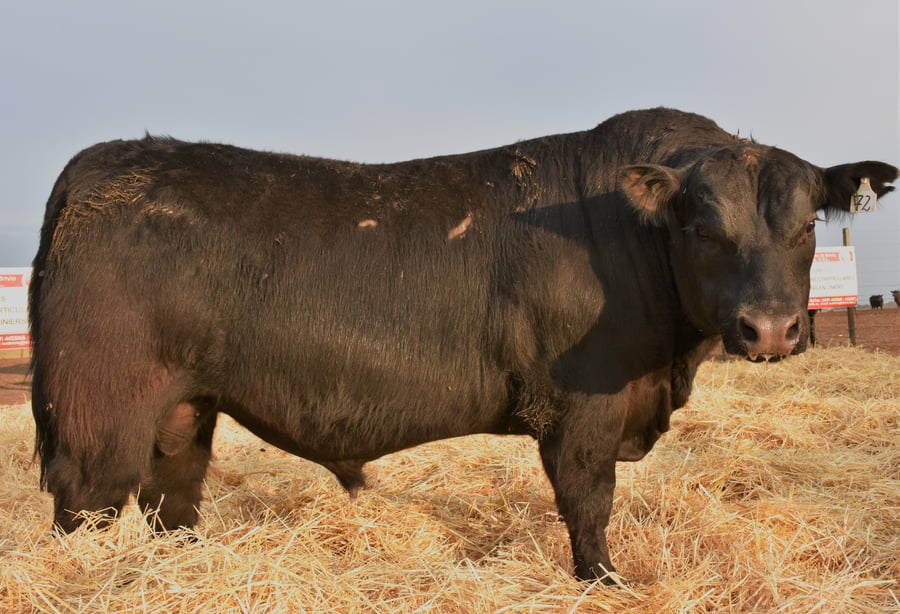 Lote TOROS PC
