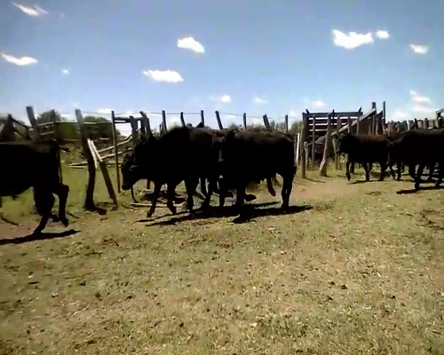 Lote 40 Terneros en Federal, Entre Ríos