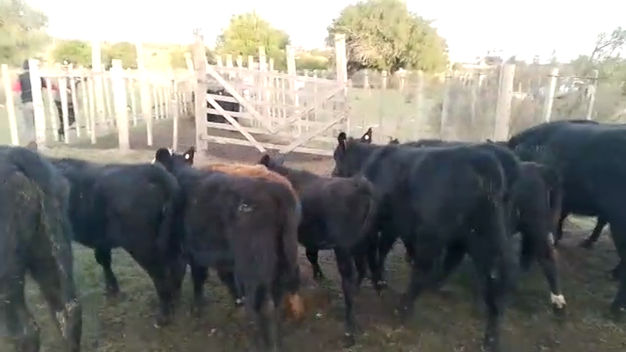 Lote Terneras AA 15