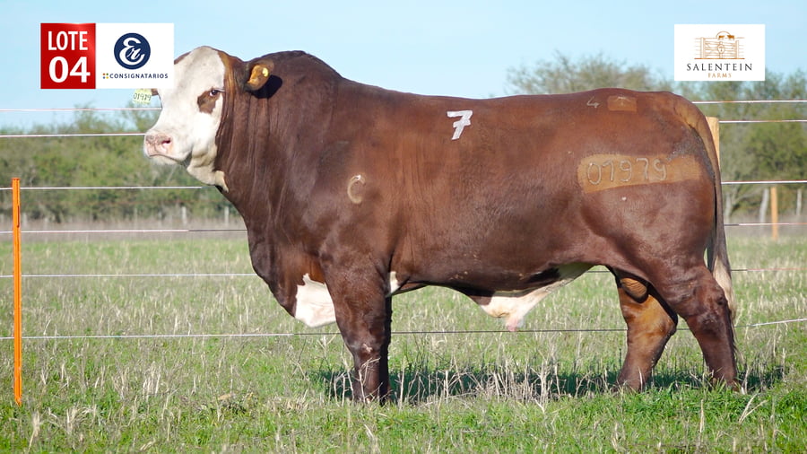 Lote LOTE 4 - TORO BRAFORD NO. 7