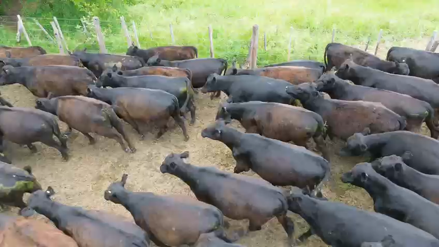 Lote 110 Vaquillonas de invernada