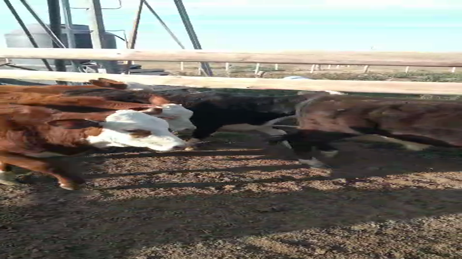 Lote 6 Terneros Cruzas en Pueblo Marini, Santa Fe