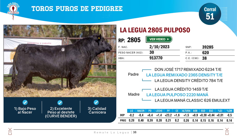 Lote TOROS ANGUS  PP