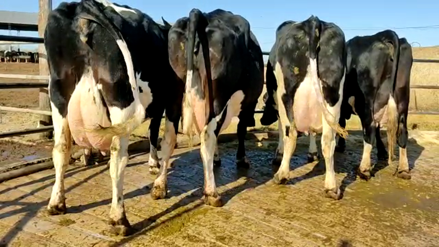 Lote Don Simon Vacas En Produccion