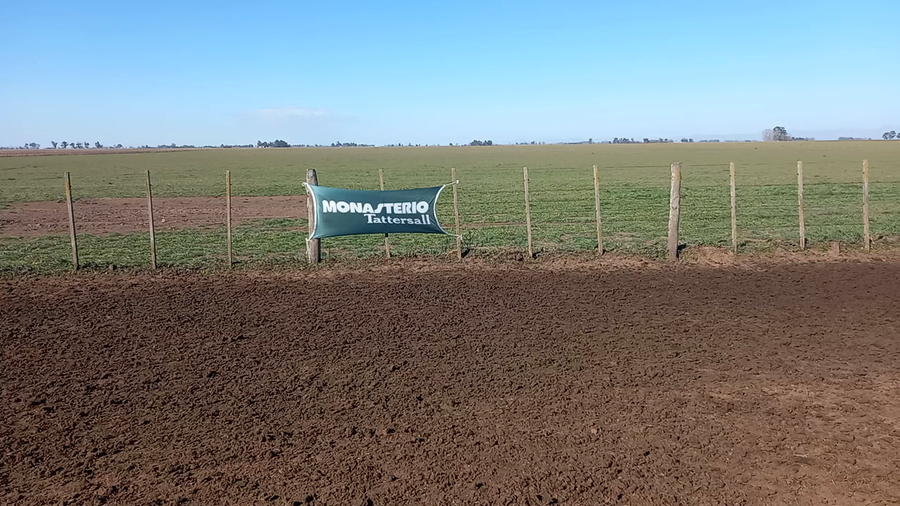 Lote 60 Novillitos en Coronel Suarez, Buenos Aires