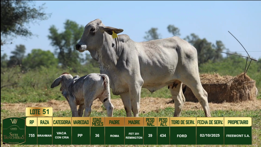 Lote LOTE 51