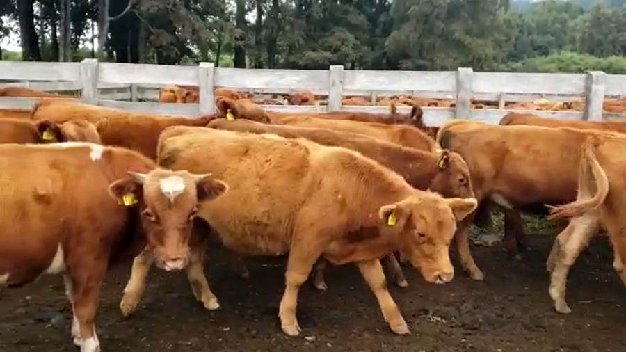 Lote 62 Novillo Engorda en Futrono, XIV Región Los Ríos