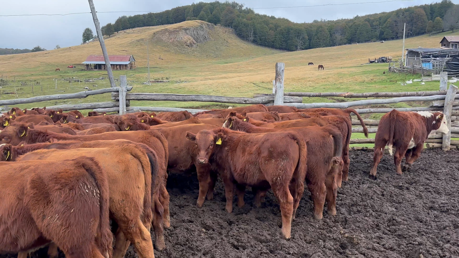 Lote 44 Ternero en Coyhaique, XI Región Aysén