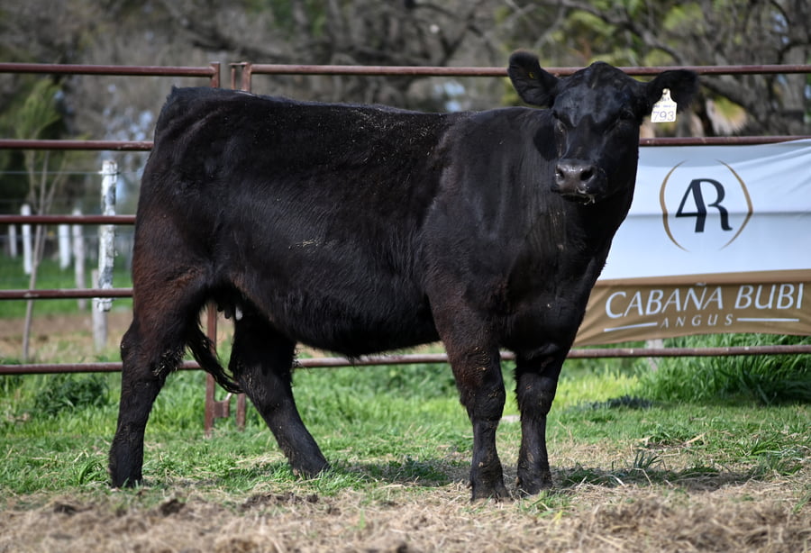 Lote VAQUILLONA PURA DE PEDIGREE