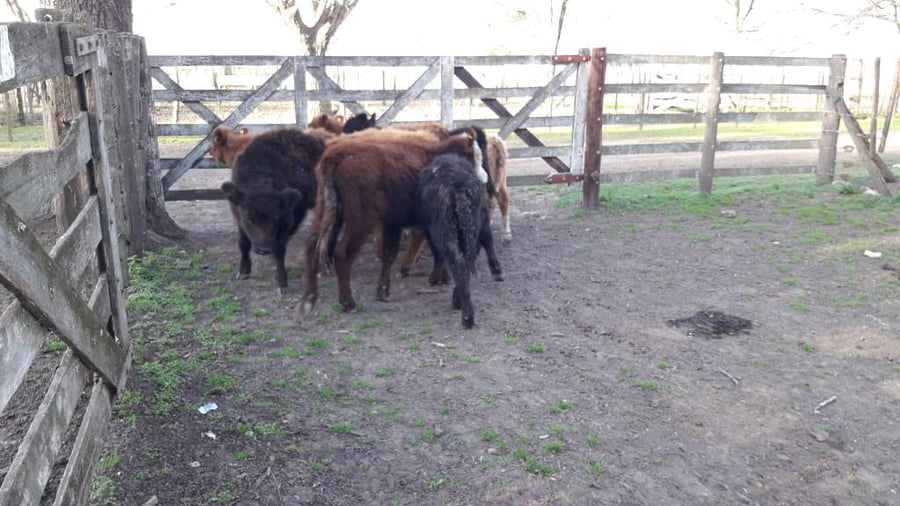 Lote 8 Terneras en Gral. Lamadrid, Buenos Aires
