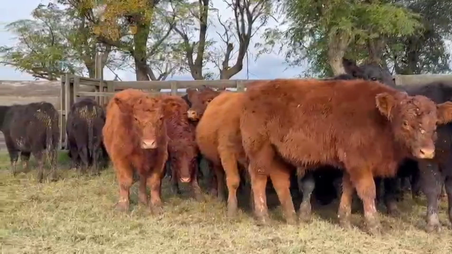Lote 60 Terneros