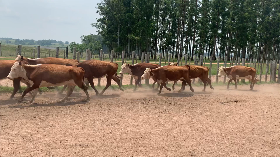 Lote 15 Vacas de Invernada