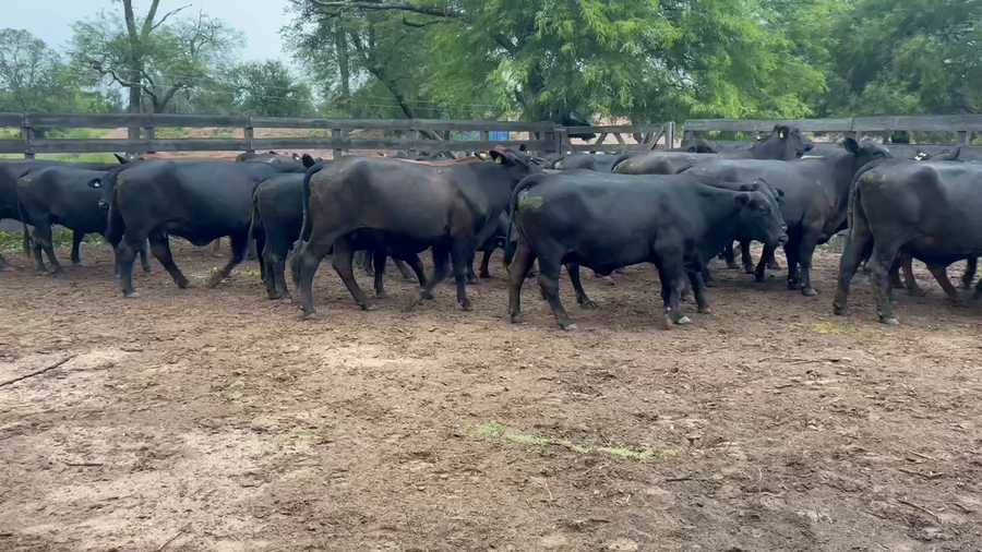 Lote 32 Vacas nuevas C/ gtia de preñez en Juan José Castelli, Chaco