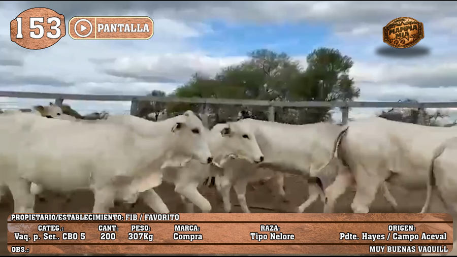Lote LOTE 153 - PANTALLA