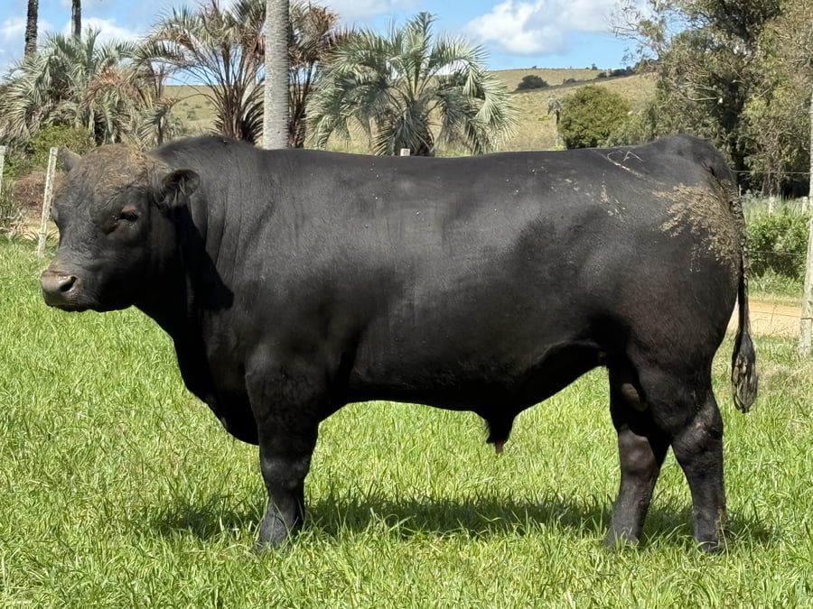 Lote Toros a remate en 4º Remate Don Nestor, Rocha