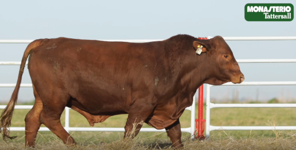 Lote TOROS GENERALES, CONTROLADOS Y REGISTRADOS