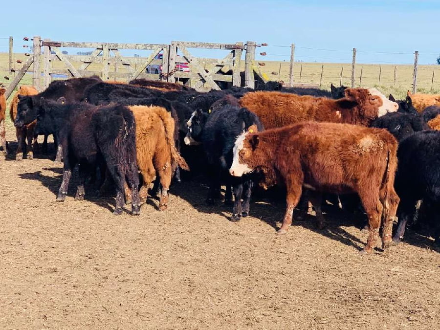 Lote Terneros/as en Laprida, Buenos Aires
