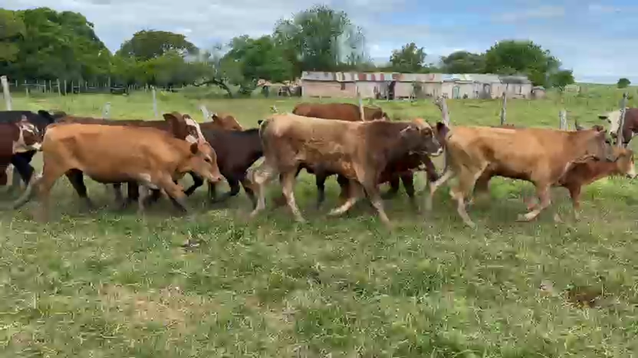 Lote 45 Terneros