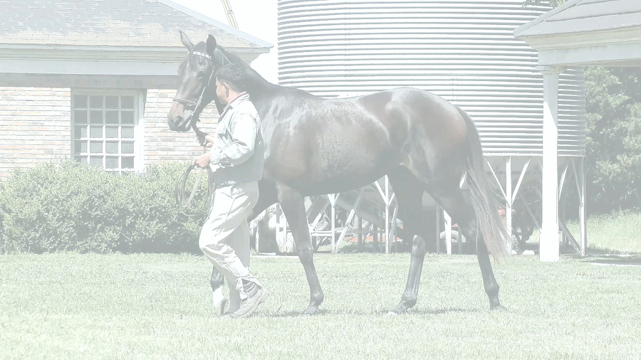 Lote MARBELLA (FORGE -  JESSY)