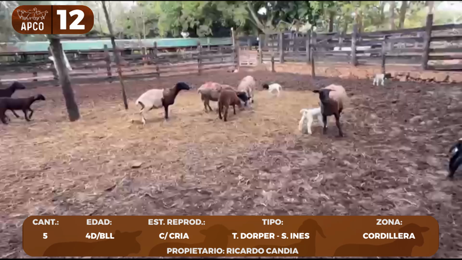 Lote LOTE 12 -POR PANTALLA