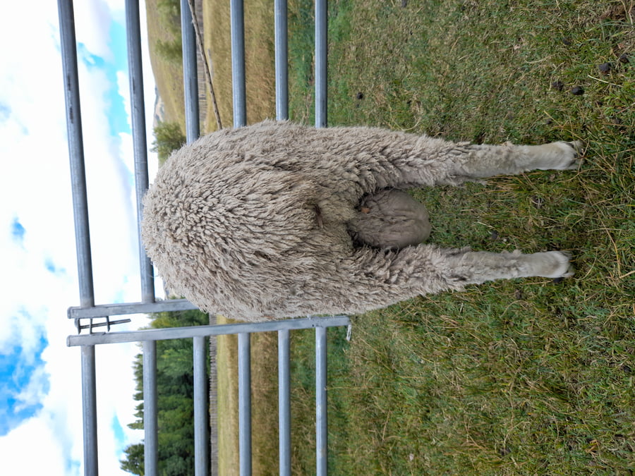 Lote Carnero TOP, 21-1384