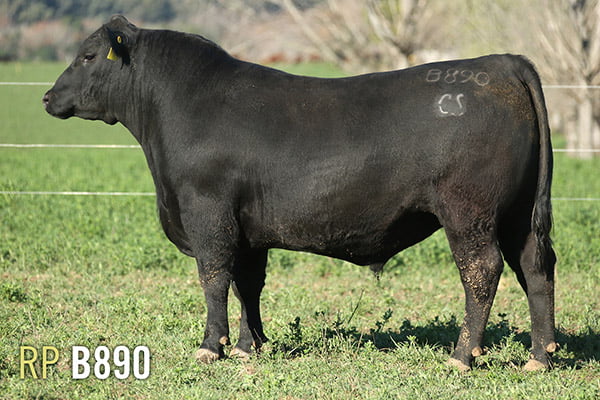 Lote 3 TOROS PUROS DE PEDIGREE