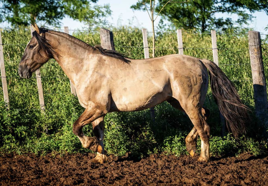 Lote DEL OESTE FATRALÓ