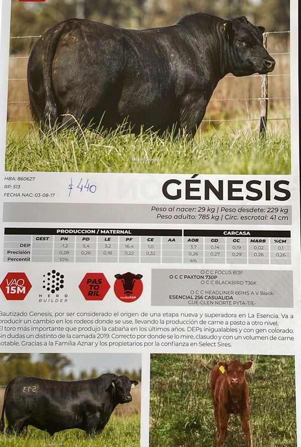 Lote 32 Vaquillonas preñadas en Olavarría, Buenos Aires