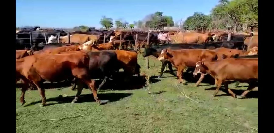 Lote 75 Terneros/as en Gral. Galarza, Entre Ríos