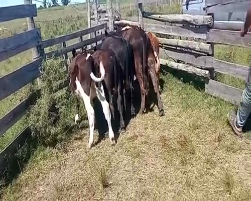 Lote (Vendido)6 Terneros CRUZA ANGUSCON HOLANDO a remate en Entre Martillos 190kg -  en CARRETA QUEMADA