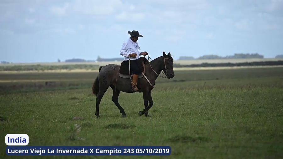 Lote India