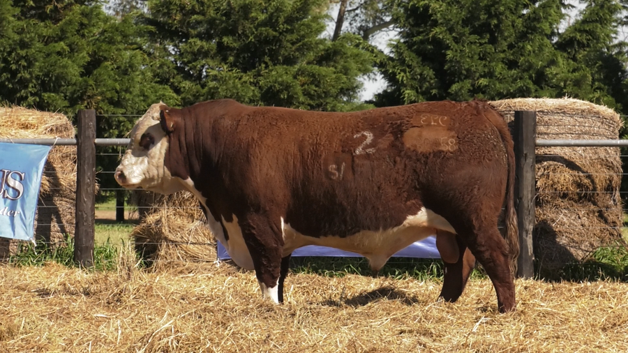 Lote TOROS P. HEREFORD PURO REGISTRADO