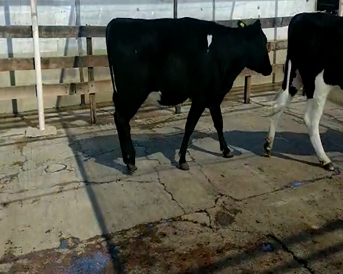 Lote VAQUILLONAS PREÑADAS