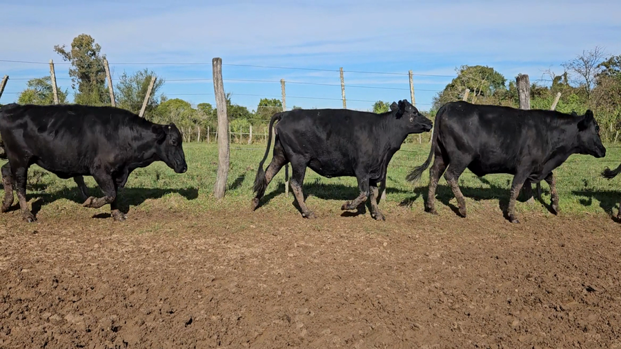 Lote 45 Vacas CUT preñadas en Corrientes, Goya