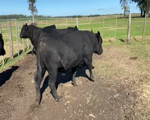 Lote 40 Toros reproductor en Gualeguaychú, Entre Ríos