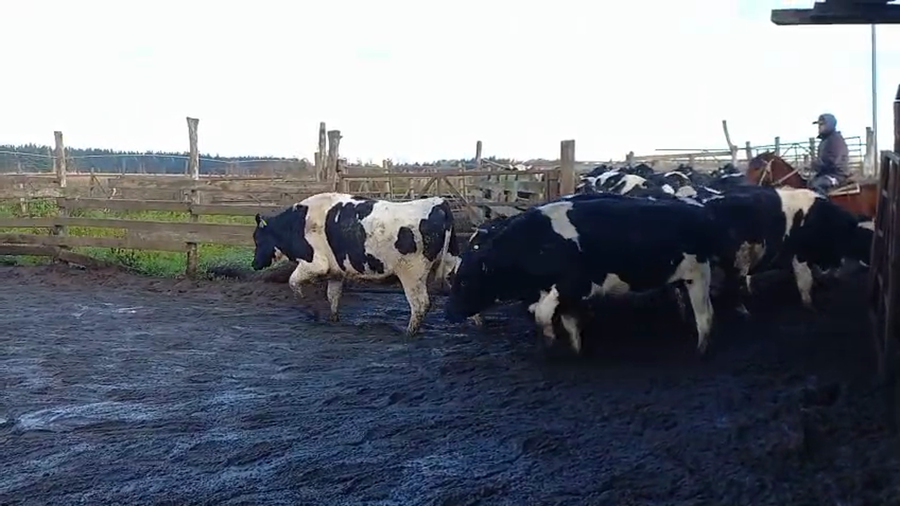 Lote 40 Novillo Gordo en Cabrero, VIII Región Biobío