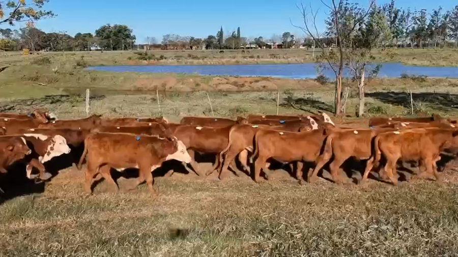 Lote 115 Terneros en Corrientes, Virasoro
