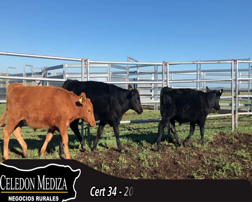 Lote 20 Terneros 16AA, 3RA, 1HE a remate en 14 remate por pantalla - Celedón 195kg - , Paysandú